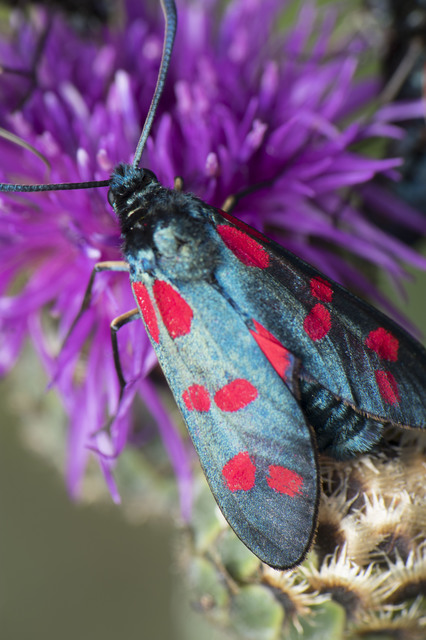 Zygaena filipendulae - acélszínű csüngőlepke