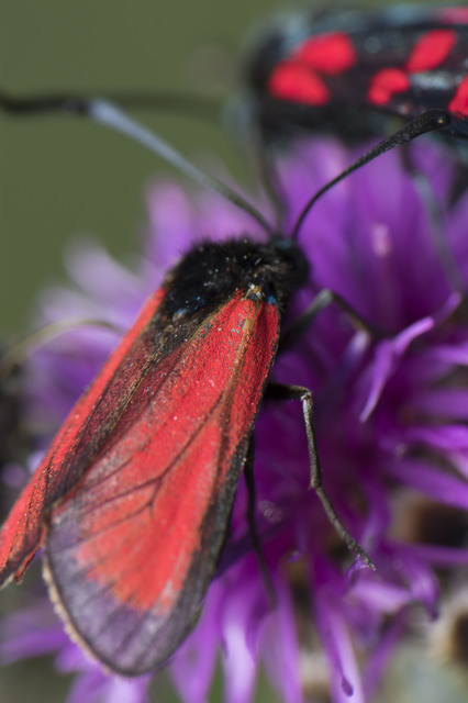 Zygaena minos/purpuralis