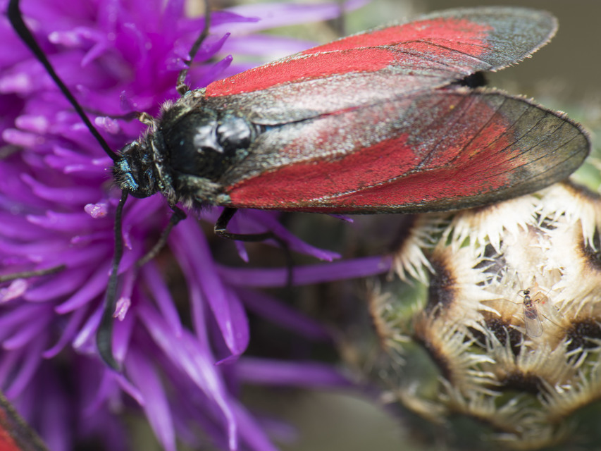 Zygaena minos/purpuralis