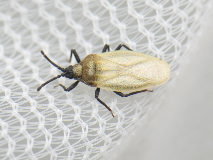 Tingidae - csipkéspoloskák