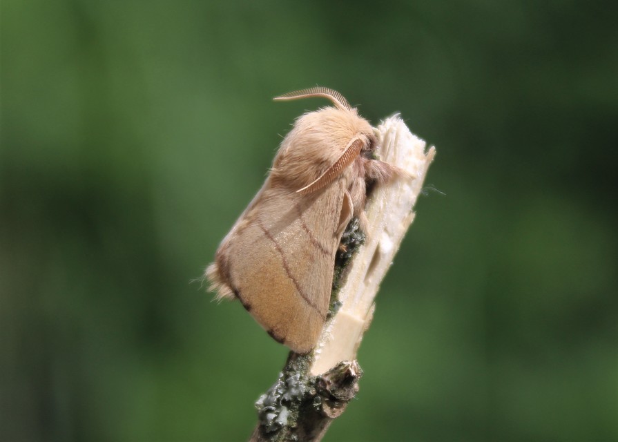 Malacosoma neustria - gyűrűsszövő