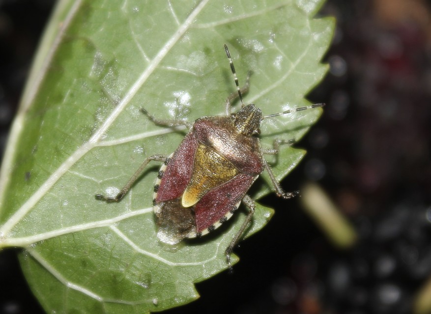 Dolycoris baccarum - közönséges bogyómászó-poloska Dolycoris baccarum - közönséges bogyómászó-poloska