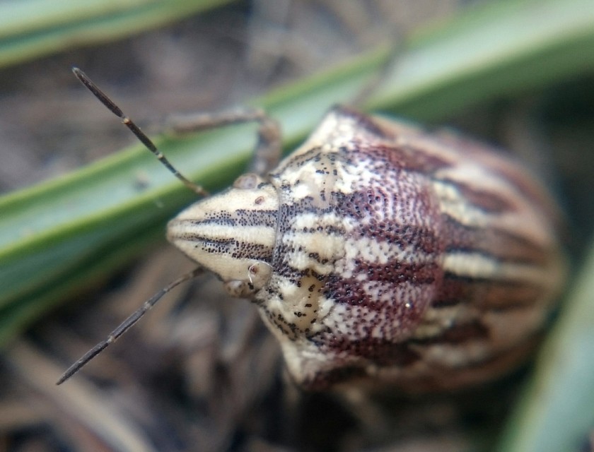 Odontotarsus purpureolineatus - tarka pajzsospoloska