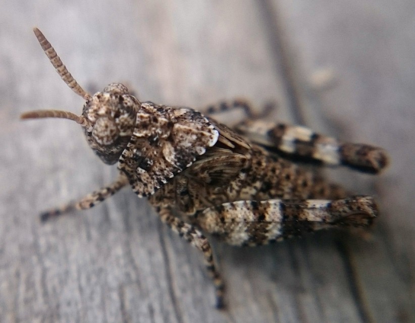 Oedipoda caerulescens - kékszárnyú sáska