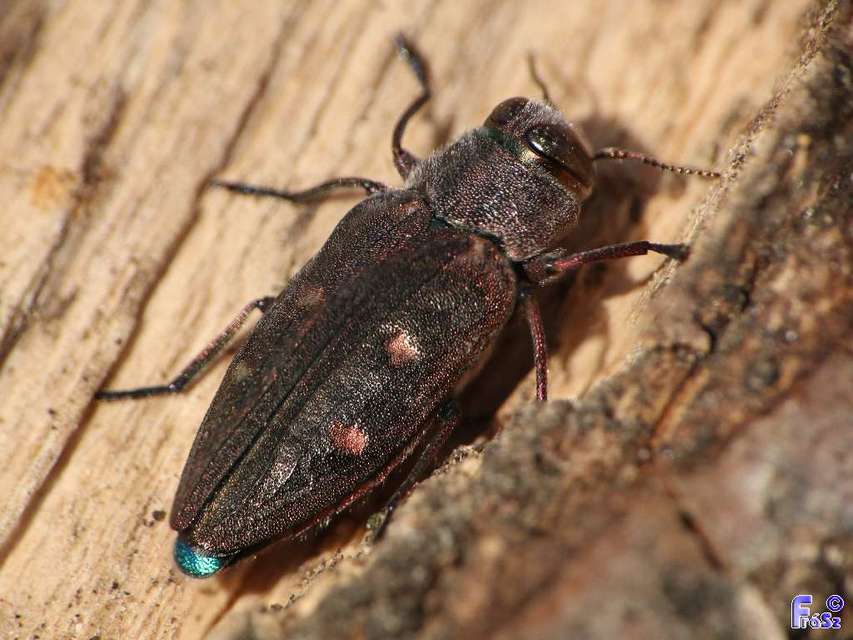 Chrysobothris affinis - aranypettyes díszbogár
