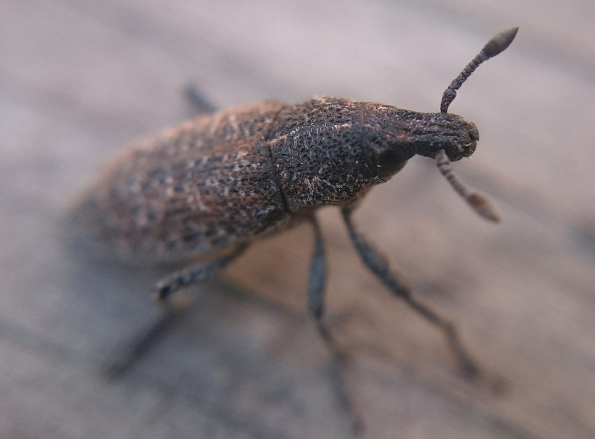 Rhabdorrhynchus echii - kígyósziszbarkó