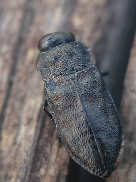 Anthaxia godeti - Godet-virágdíszbogár
