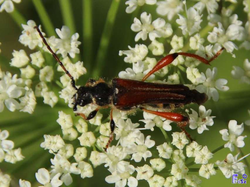 Stenopterus rufus - tarkacsápú keskenyfedőscincér