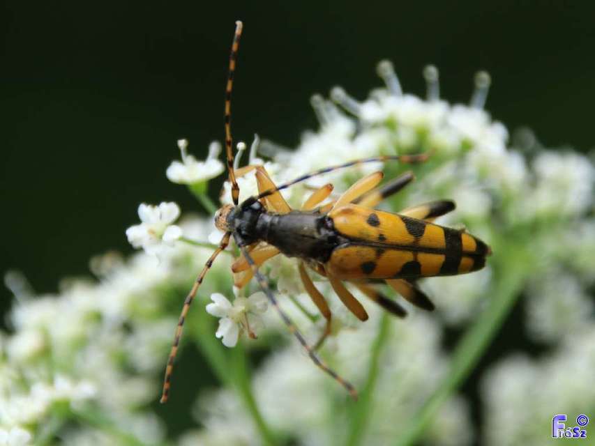 Rutpela maculata - tarkacsápú karcsúcincér
