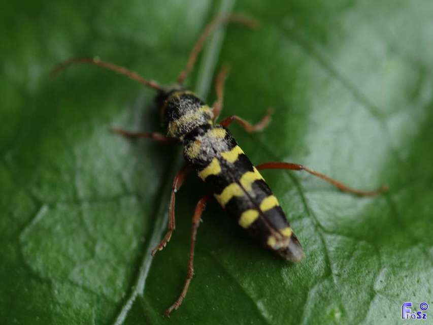 Echinocerus floralis - lucerna-darázscincér