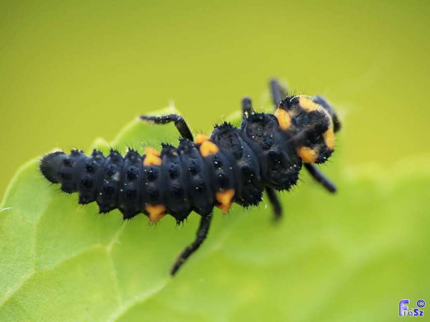 Coccinella septempunctata - hétpettyes katica