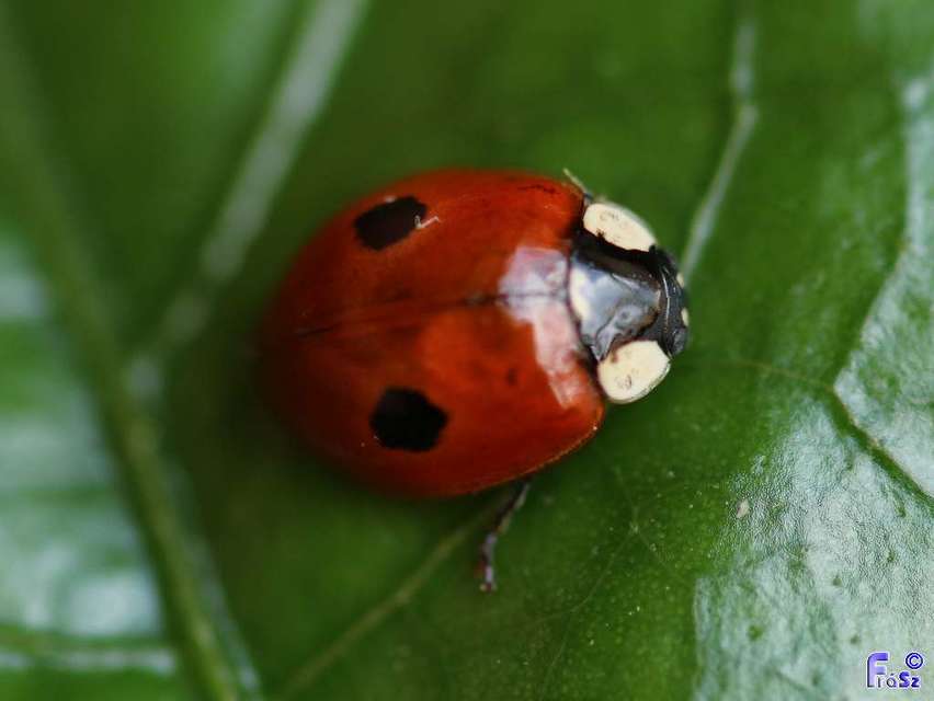 Adalia bipunctata - kétpettyes katica