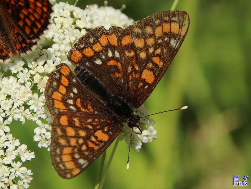 Euphydryas maturna - díszes tarkalepke