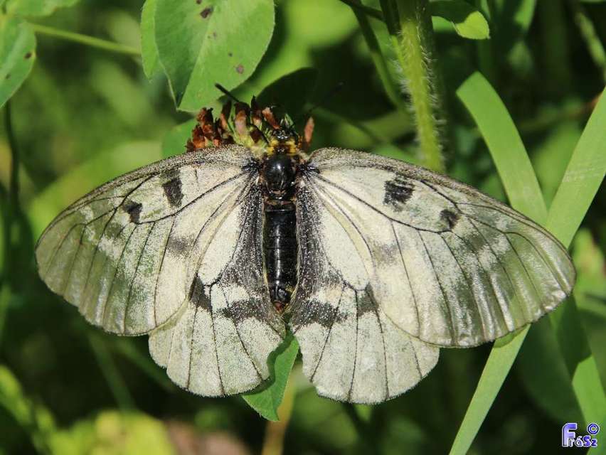 Parnassius mnemosyne - kis apollólepke