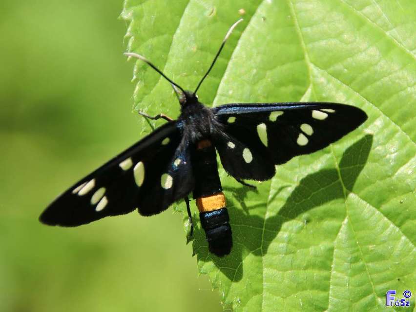 Amata phegea - fehérpettyes álcsüngőlepke
