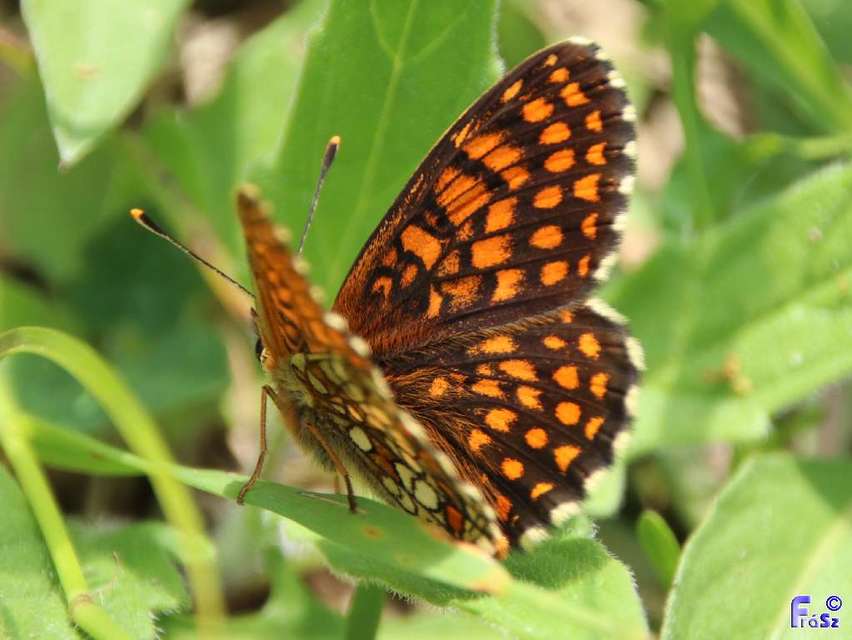Melitaea athalia - közönséges tarkalepke