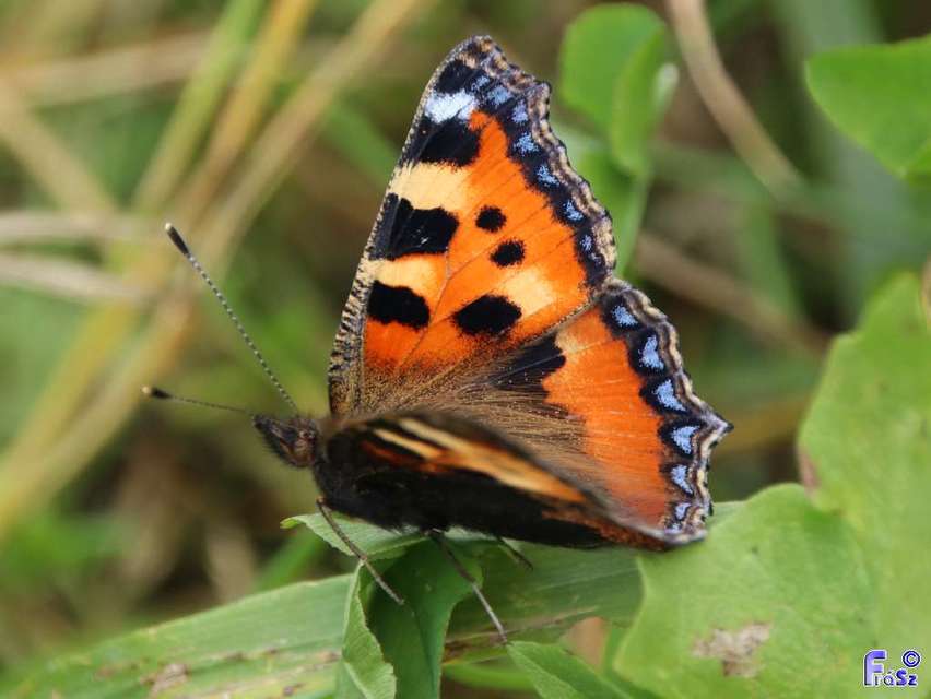 Nymphalis urticae - kis rókalepke