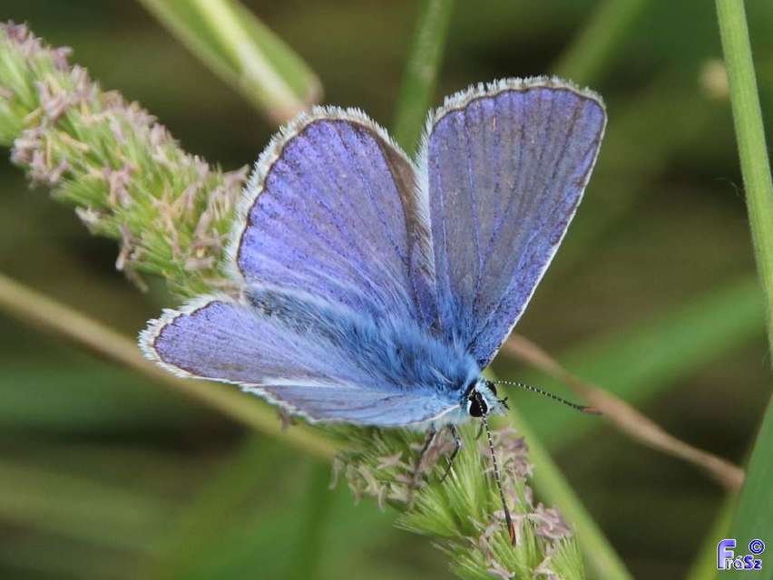 Polyommatus icarus - közönséges boglárka