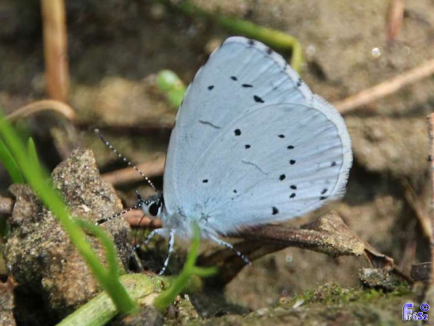 Celastrina argiolus - bengeboglárka