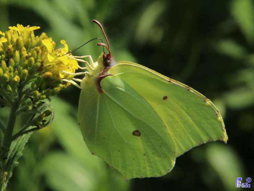 Gonepteryx rhamni - citromlepke