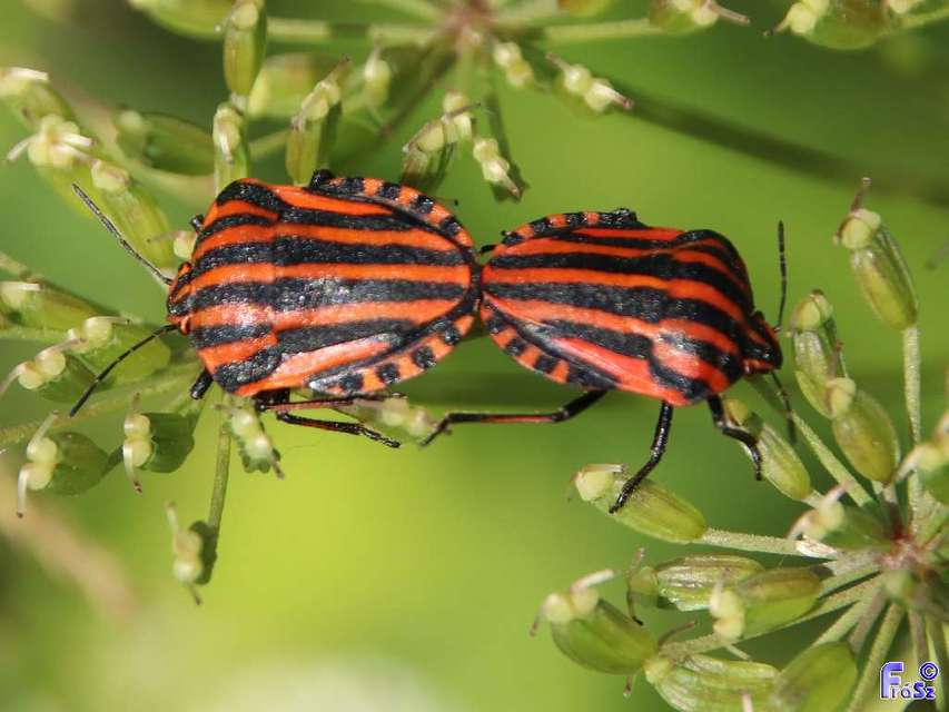 Graphosoma italicum - csíkos pajzsospoloska