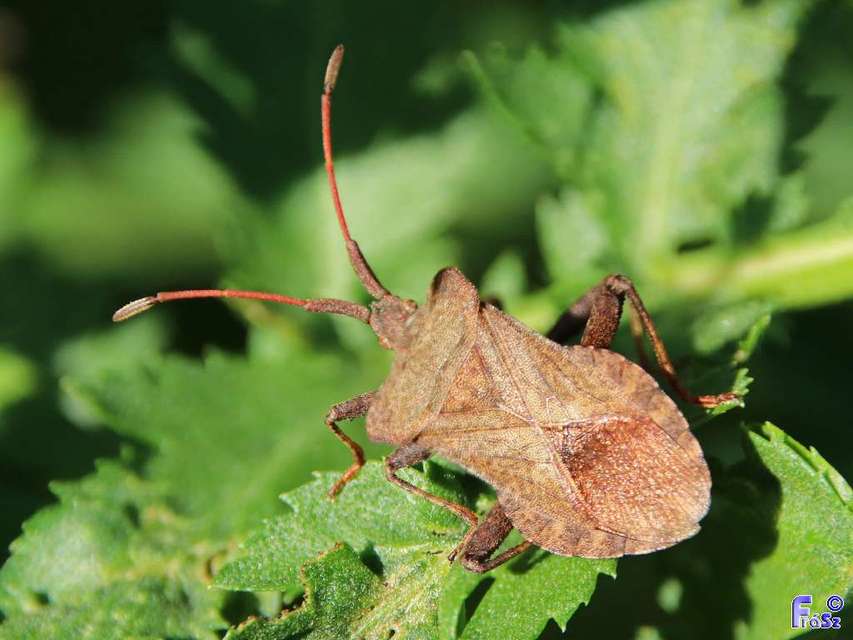 Coreus marginatus - közönséges karimáspoloska