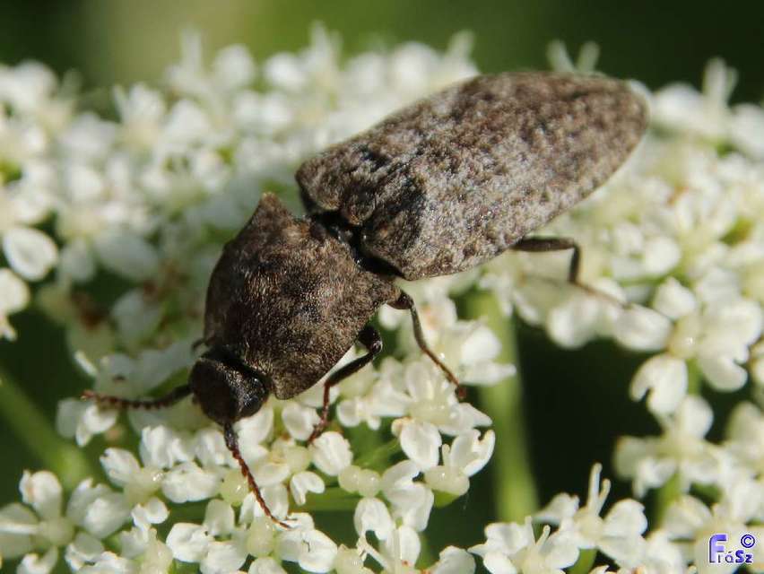 Agrypnus murinus - egérszínű pikkelyespattanó