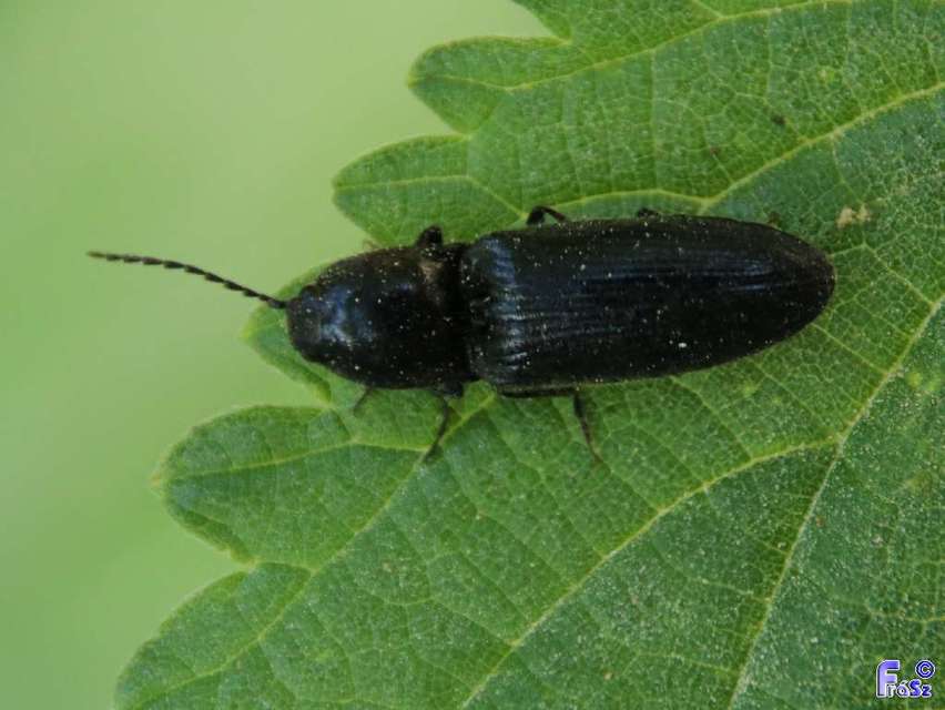 Hemicrepidius hirtus - borzas pattanó