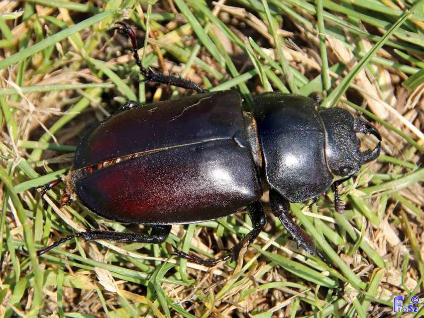 Lucanus cervus - nagy szarvasbogár
