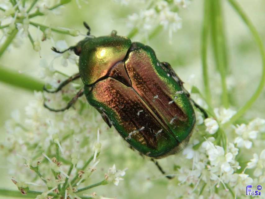 Cetonia aurata - aranyos virágbogár
