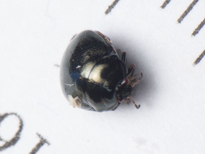 Coptosoma Coptosoma