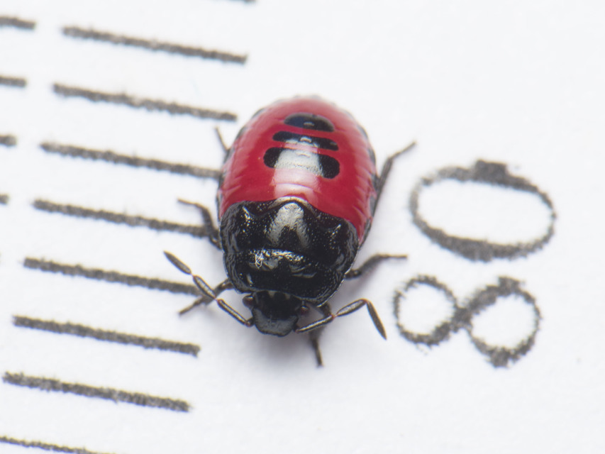 Zicrona caerulea - acélkék poloska Zicrona caerulea - acélkék poloska