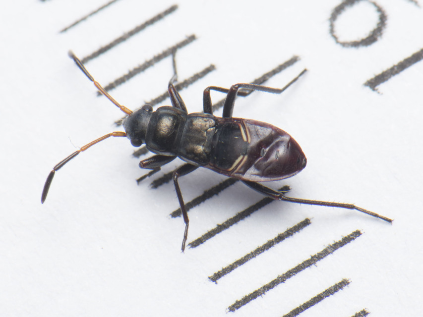 Rhyparochromus vulgaris - közönséges díszesbodobács