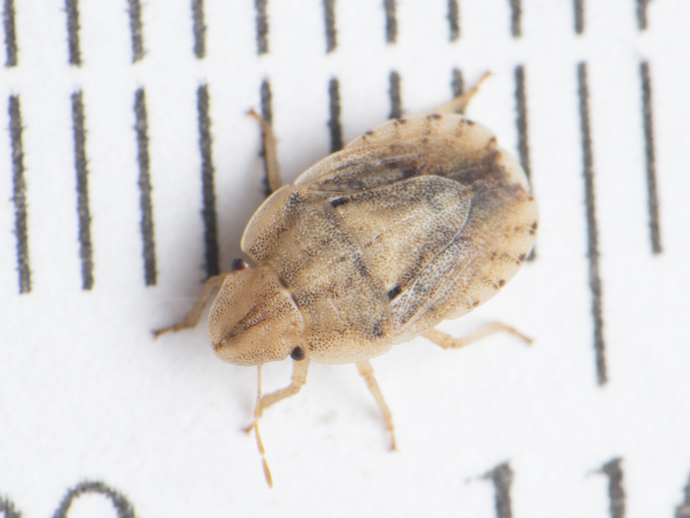Sciocoris sulcatus - barázdás laposfejű-poloska