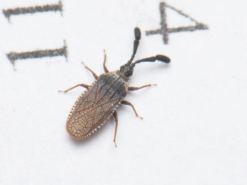 Copium clavicorne - bunkóscsápú csipkéspoloska