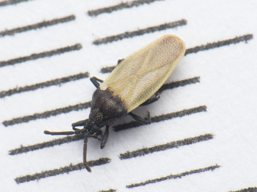 Catoplatus nigriceps
