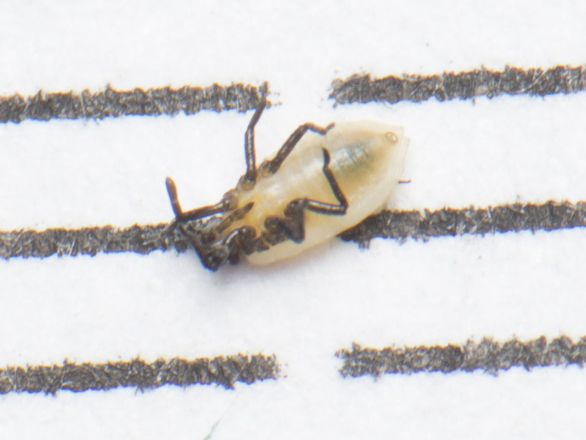Catoplatus