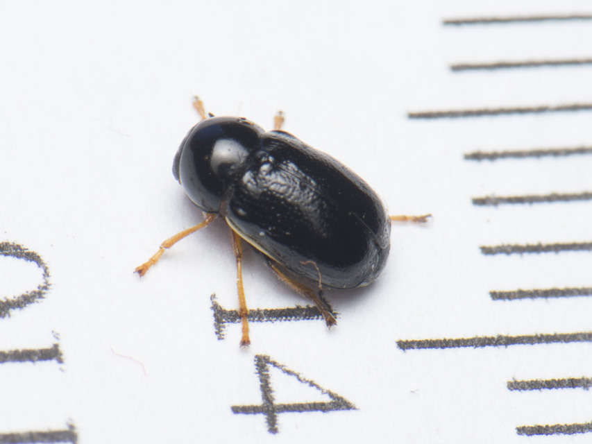 Cryptocephalus