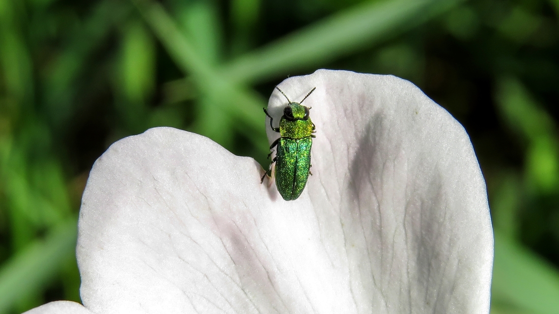 Anthaxia nitidula - ragyogó virágdíszbogár