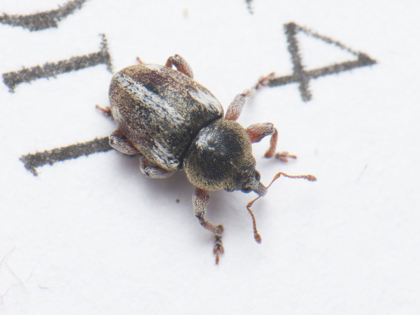Tychius quinquepunctatus - borsó-tímárormányos
