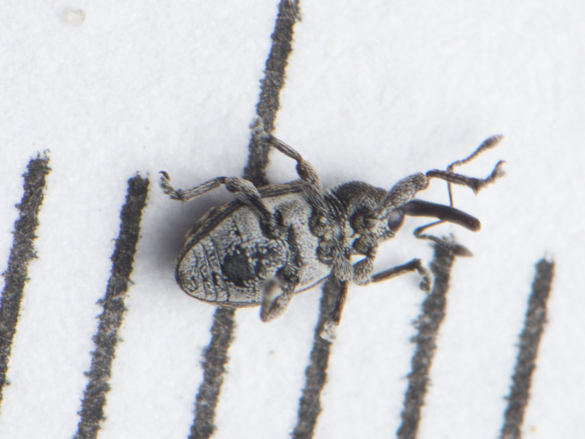 Smicronyx