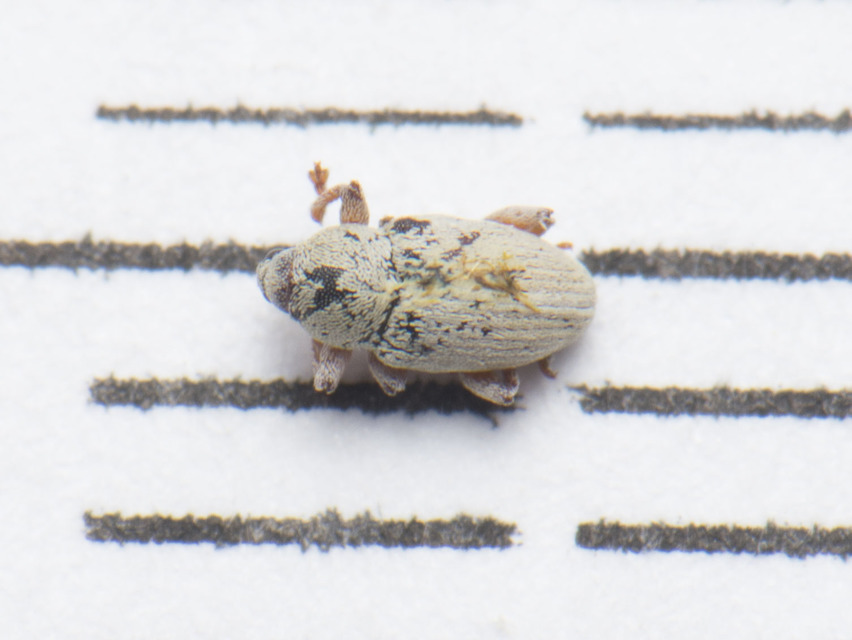 Tychius