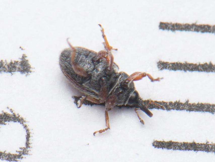 Mecinus pascuorum - közönséges útifűormányos