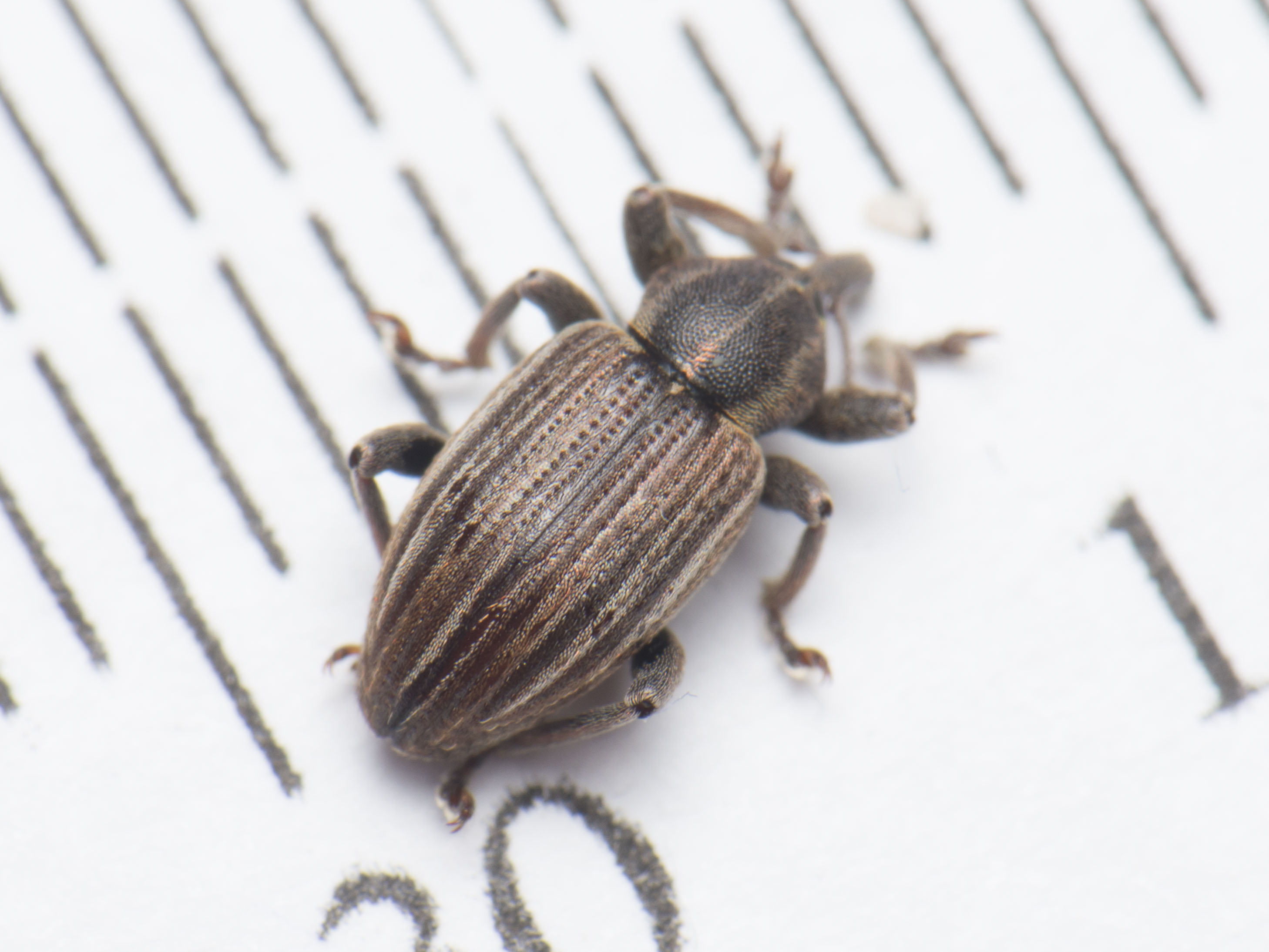 Hypera striata - sávos pikkelyesormányos