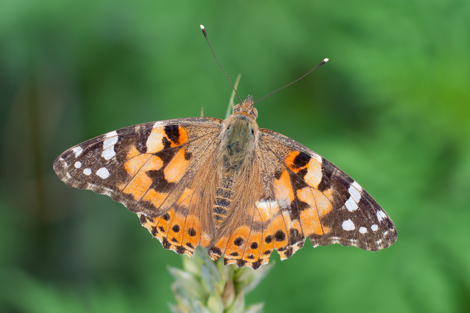Vanessa cardui - bogáncslepke