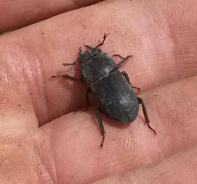 Dorcus parallelipipedus - kis szarvasbogár