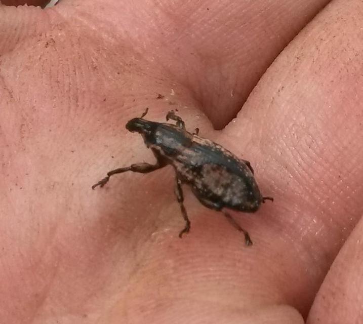 Pseudocleonus cinereus - hamvas barkó