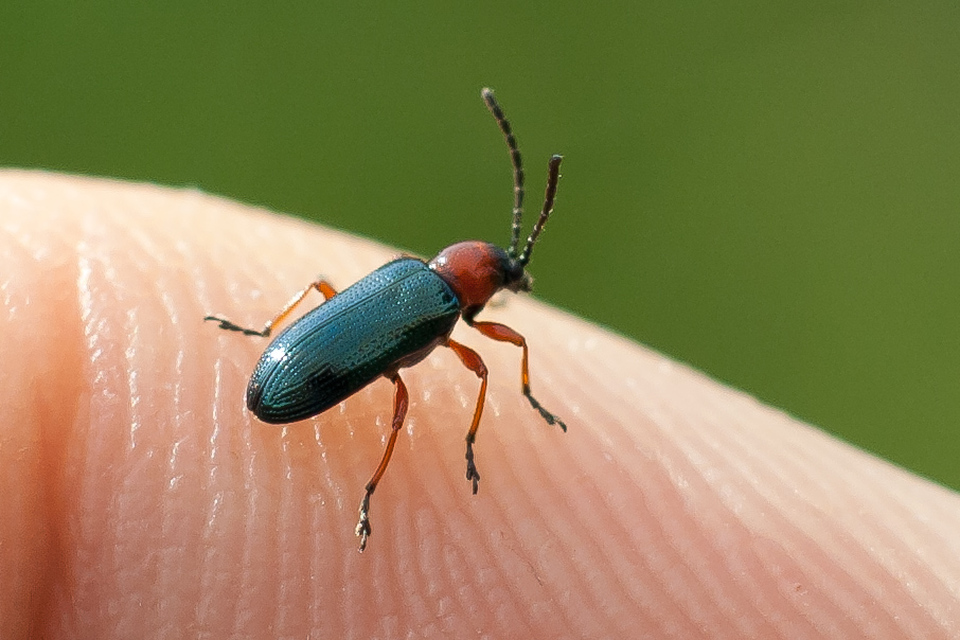 Oulema melanopus/duftschmidi