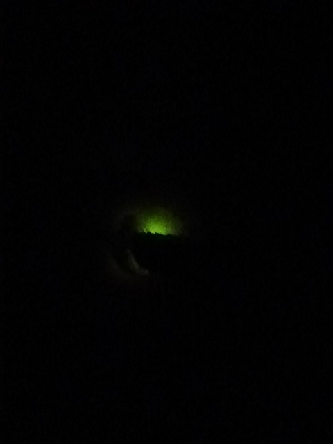 Lampyris noctiluca - nagy szentjánosbogár