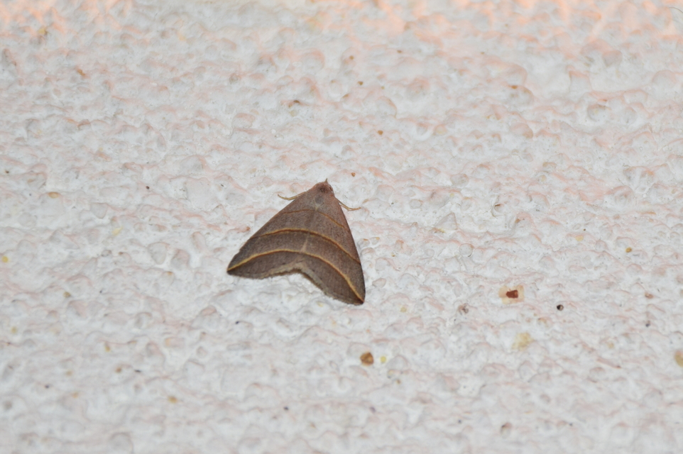 Colobochyla salicalis - háromsávos törpebagoly